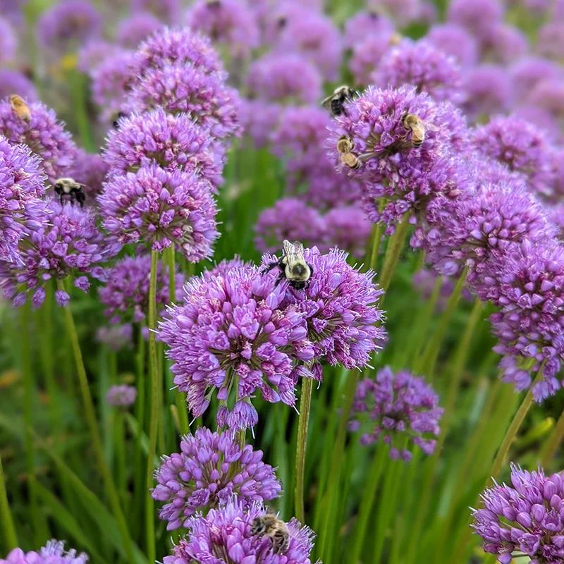 Allium 'Cobalt Millenium'