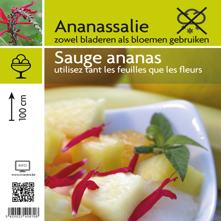 SALIE  ANANAS Salvia off. rutilans 'Pineapple'