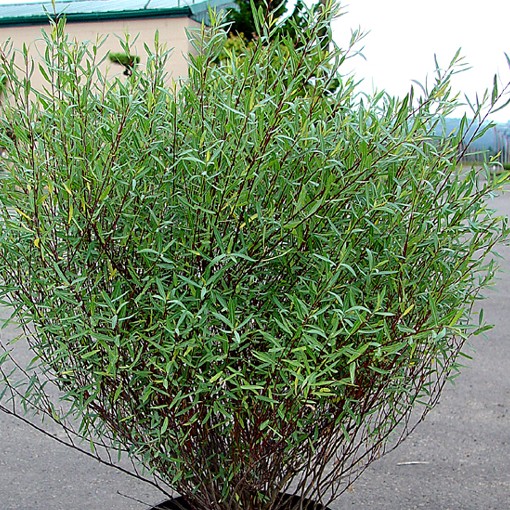 OSIER POURPRE