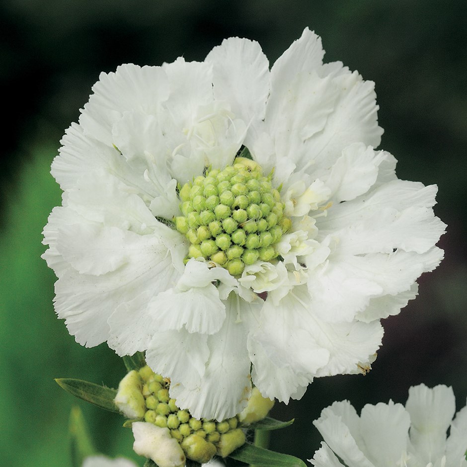 Scabiosa caucasica Perfecta Alba