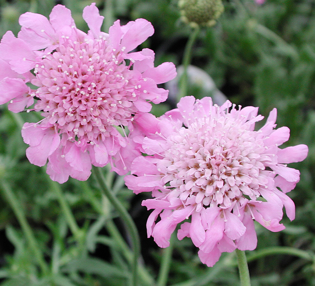 Scabiosa columbaria 'Pink Mist'