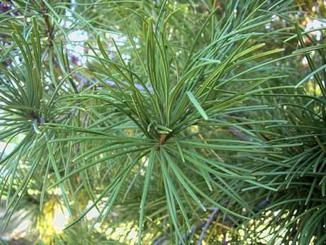 Sciadopitys verticillata