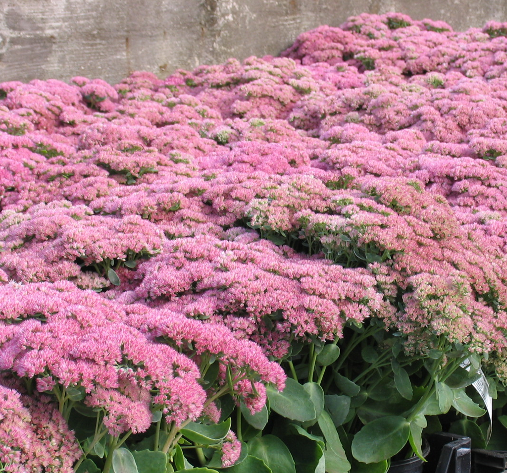 Sedum 'Herbstfreude'