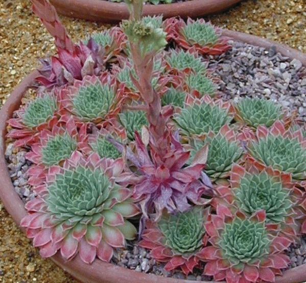 Sempervivum (in soorten)