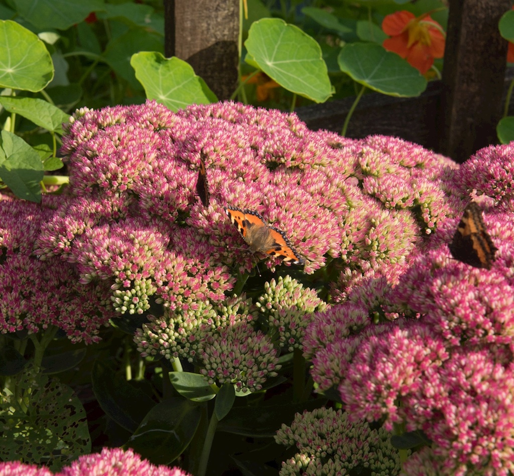 Sedum spectabile 'Brillant'