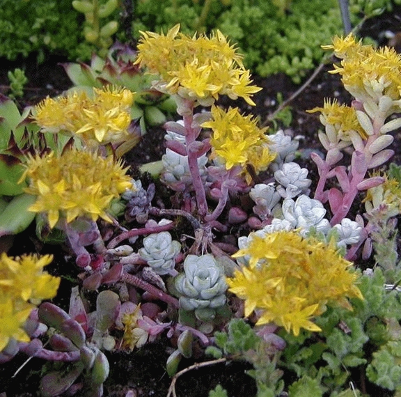 Sedum spath. 'Cape Blanco'