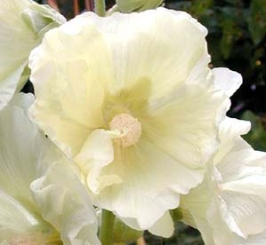ROSE TRÉMIÈRE