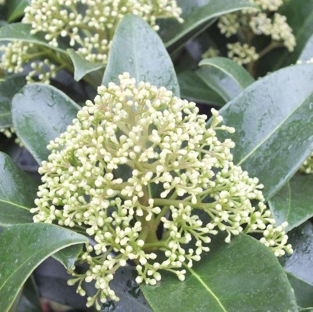 Skimmia jap. 'Fragant Cloud'