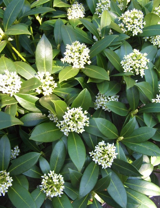Skimmia jap. 'Kew White'