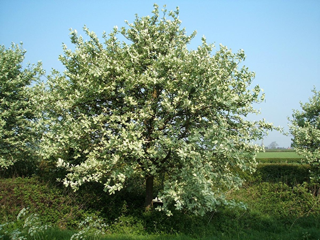 Sorbus aria (in soorten)