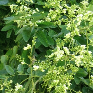Sophora japonica 'Pendula'