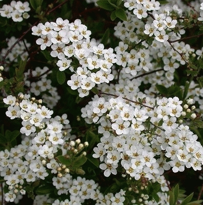 SPIRÉE BLANCHE