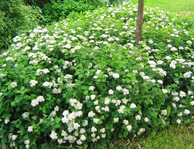 Spiraea betulifolia 'Tor'