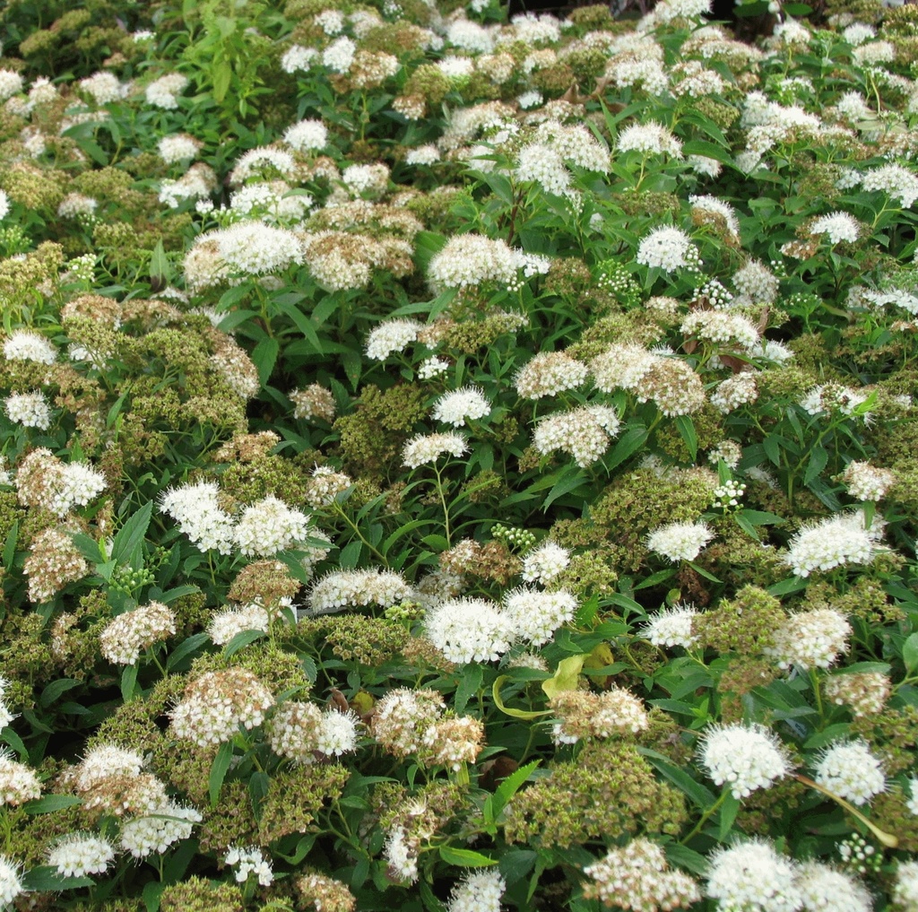 Spiraea jap. 'Albiflora'
