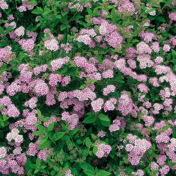 SPIRÉE JAPONAISE