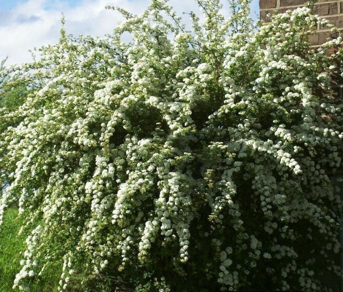 SPIRÉE DE VAN HOUTTE