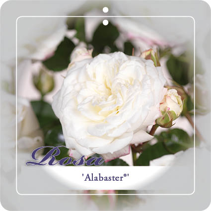 'ALABASTER'® ROSIER TIGE À GRANDES FLEURS