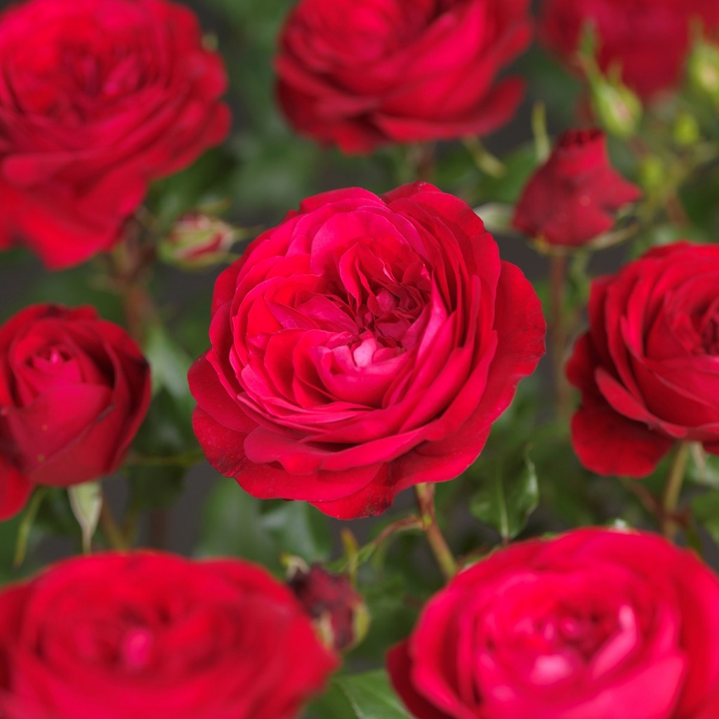'Bright Meilove'® Stamroos