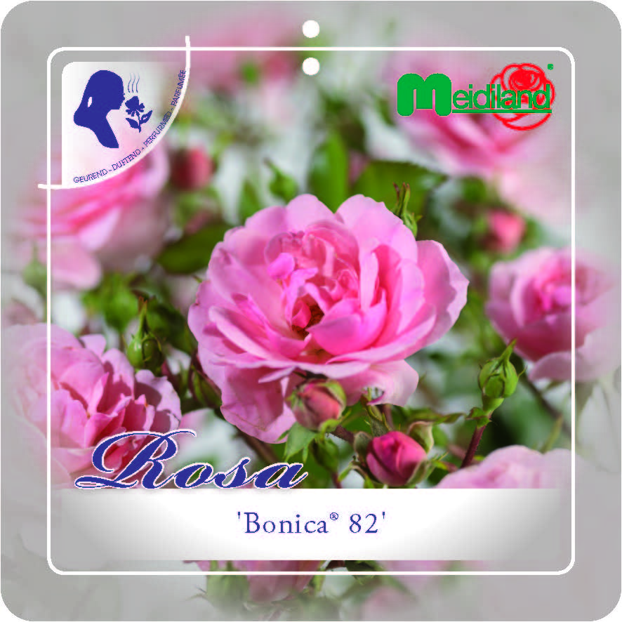 Stamroos (F) Bonica ®