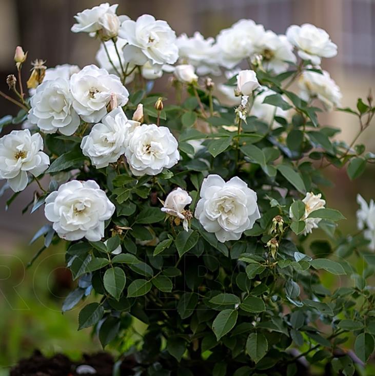 'Baby Schneewittchen'® Stamroos