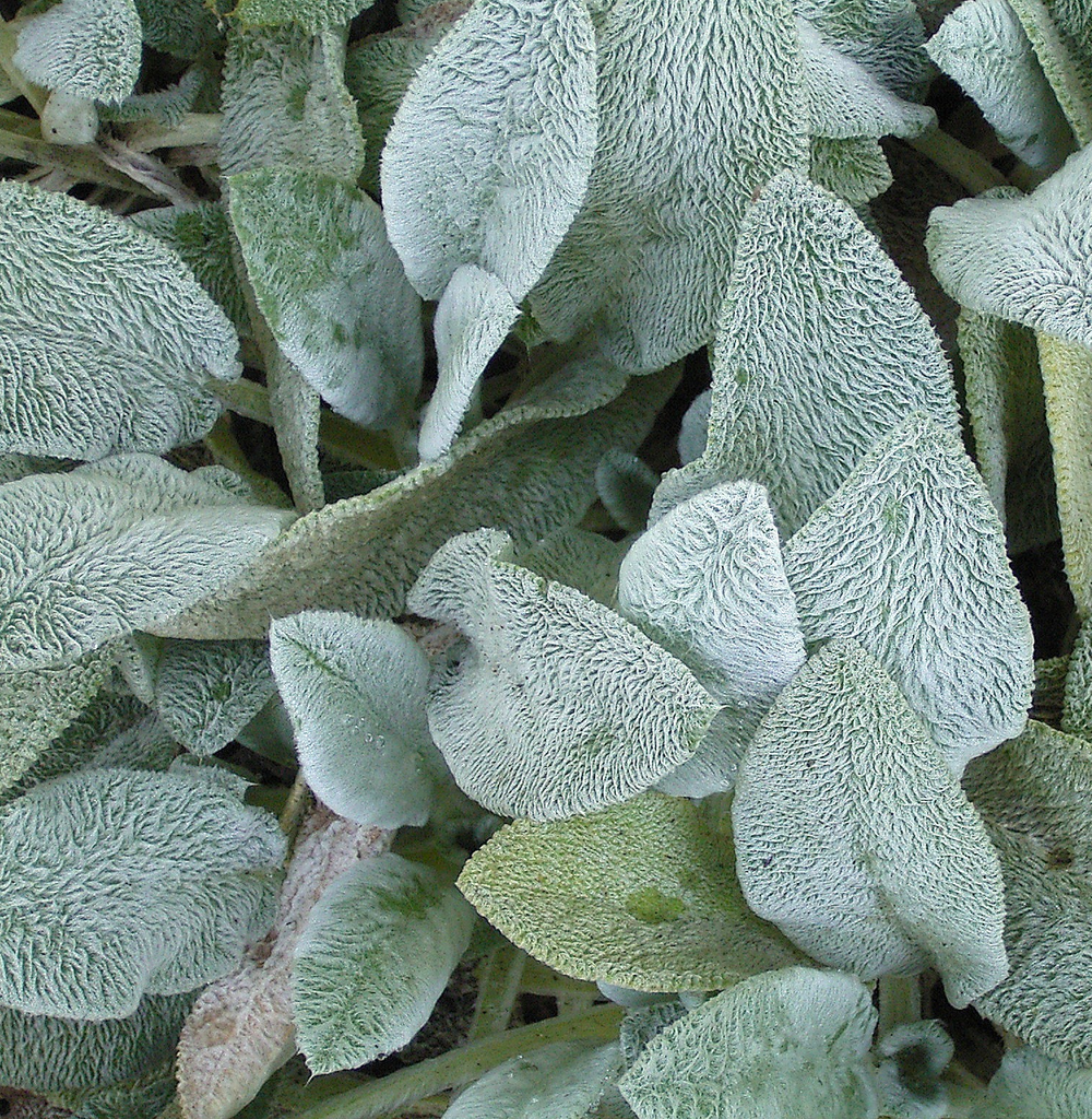 Stachys byzantina