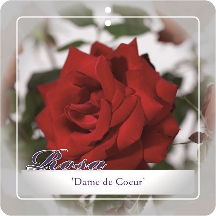 'DAME DE COEUR' ROSIER TIGE À GRANDES FLEURS