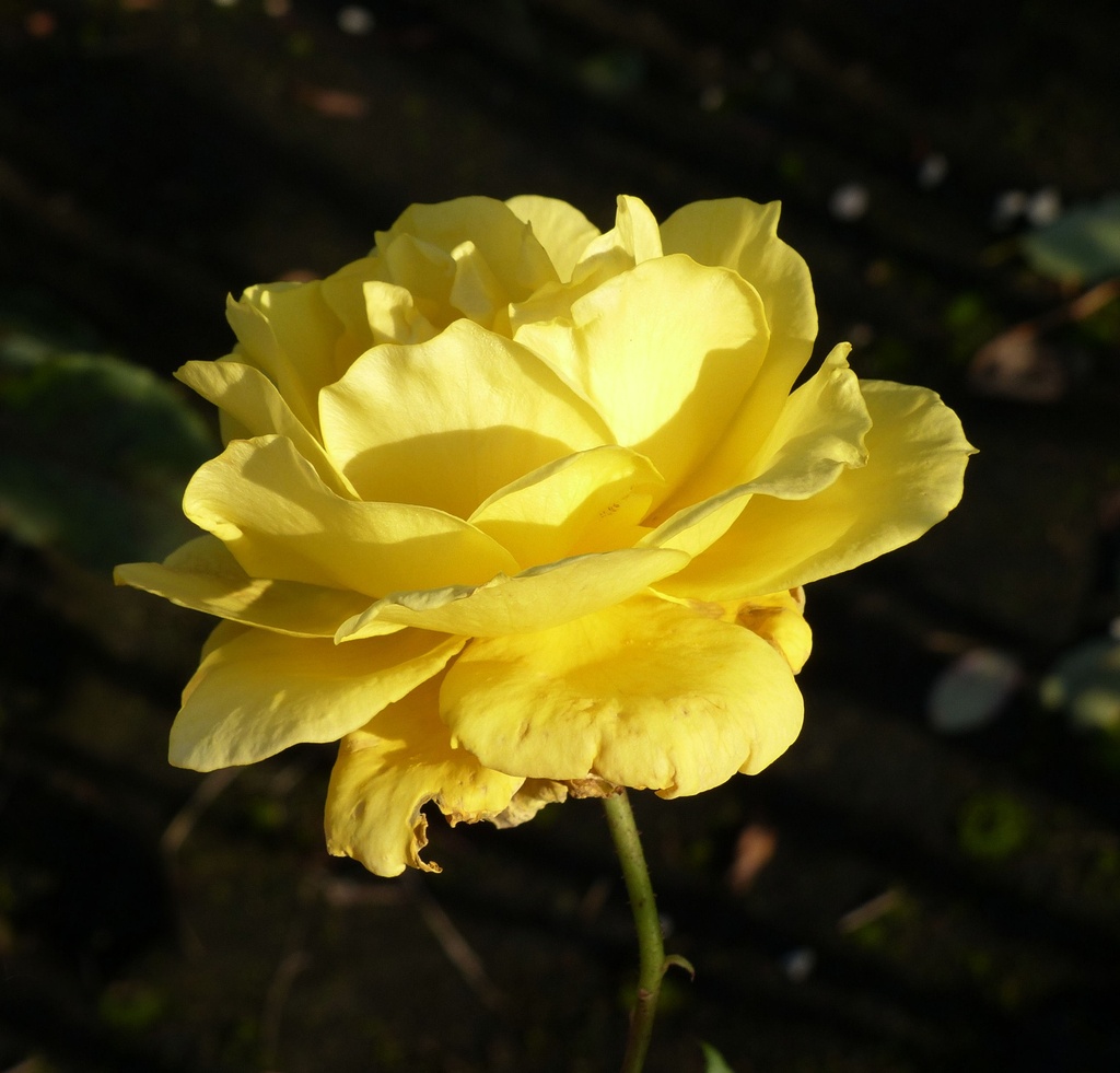 'Goldstar' Stamroos