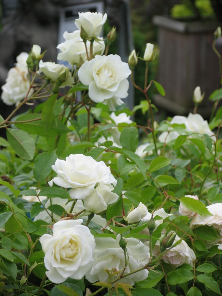 'Iceberg' Stamroos