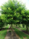 Styphnolobium japonicum