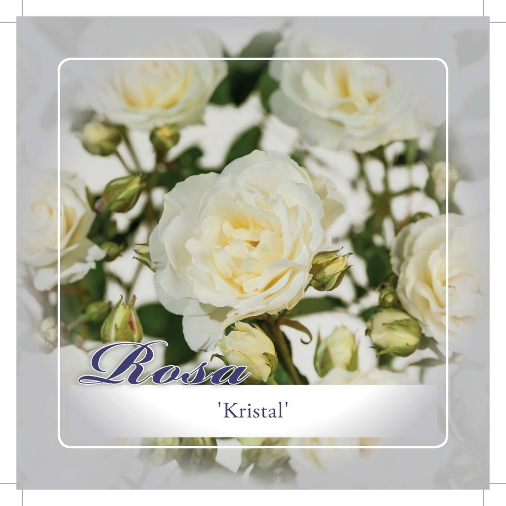 'Kristal' Stamroos