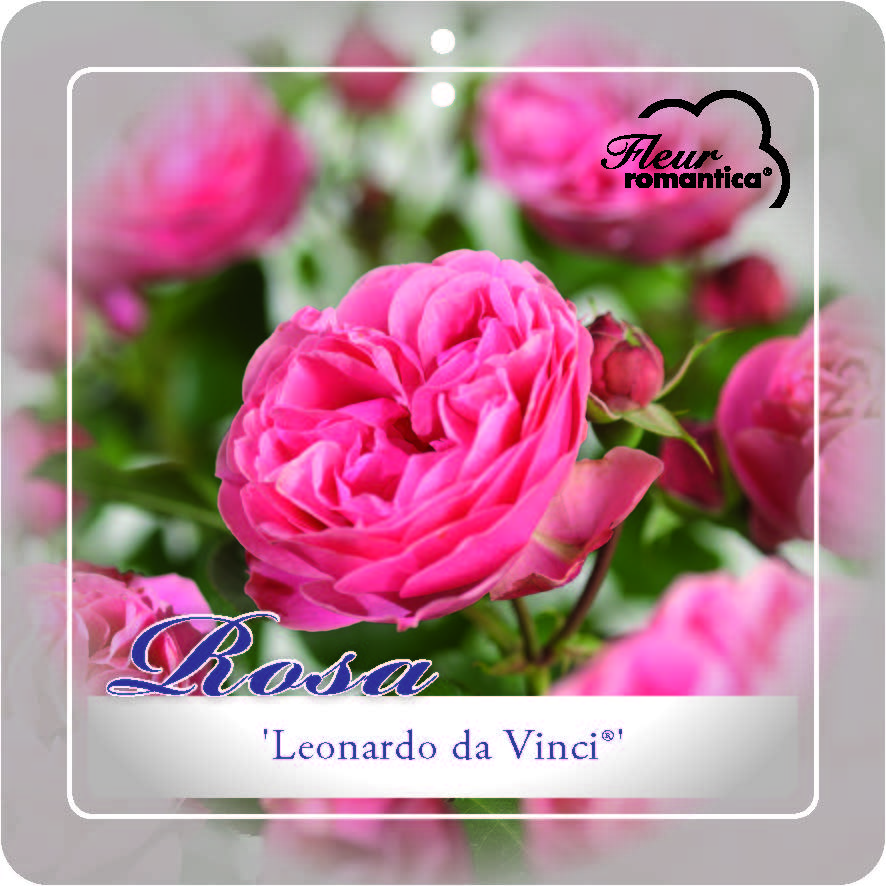 'Leonardo Da Vinci'® FLEUR ROMANTICA