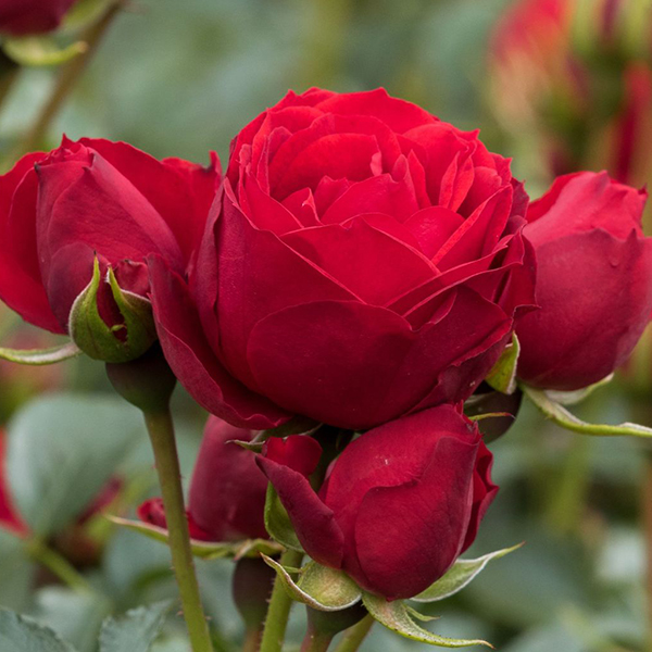 'Manora'® Stamroos