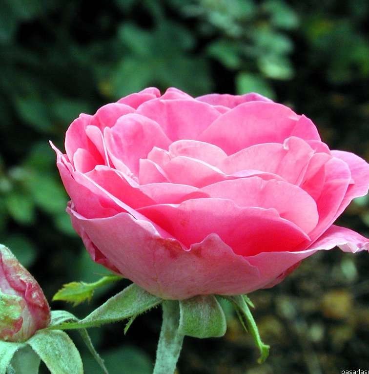 'Melrose' Stamroos