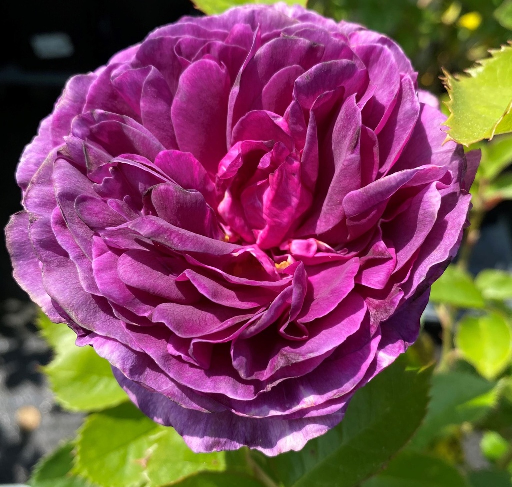 'Minerva'® Stamroos