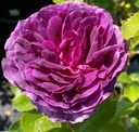 'MINERVA'® ROSIER TIGE