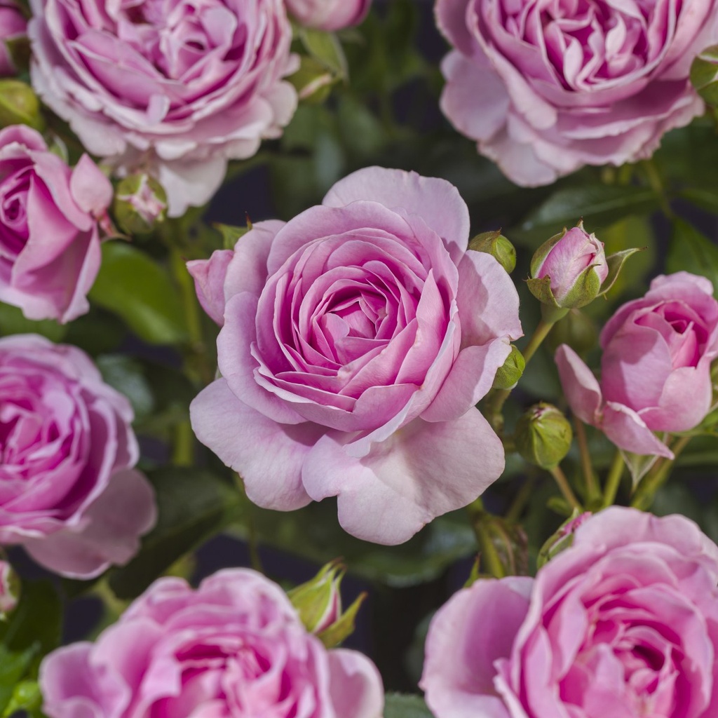 'NAUTICA'® ROSIER TIGE