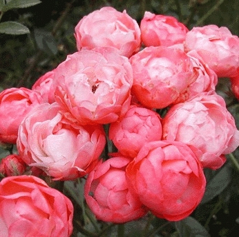'ORANGE MORSDAG' ROSIER TIGE