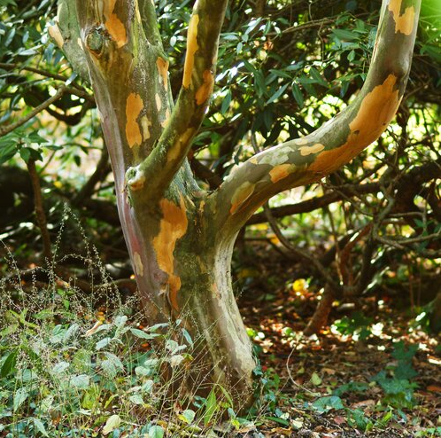 STEWARTIA FAUX CAMÉLIA