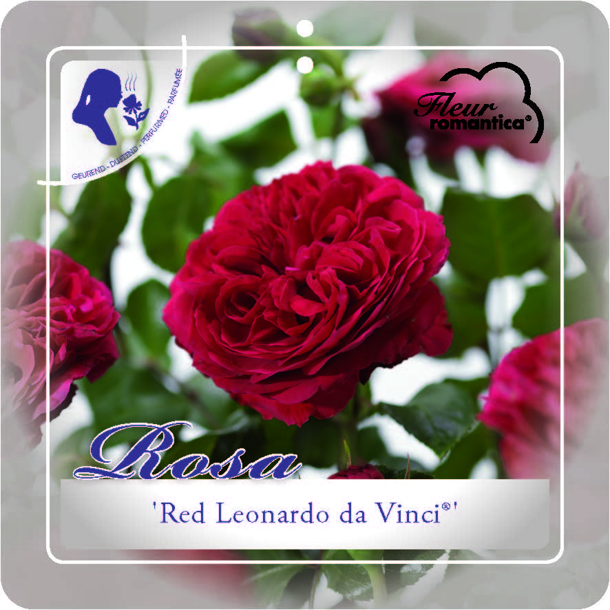 ''RED LEONARDO DA VINCI''® ADR ROSIER BUISSON À GRANDES FLEURS