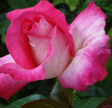 'Rose Gaujard'  Stamroos
