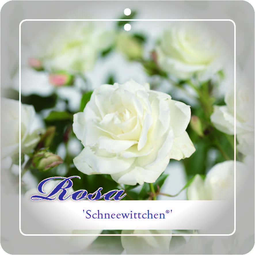 'Schneewittchen'® Stamroos