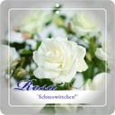 'Schneewittchen'® Stamroos