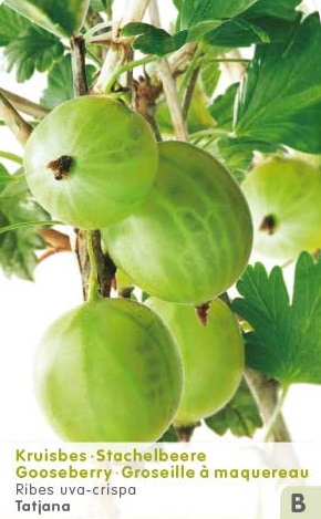 Ribes uva crispa 'Tatjana' STEKELBES doornloos