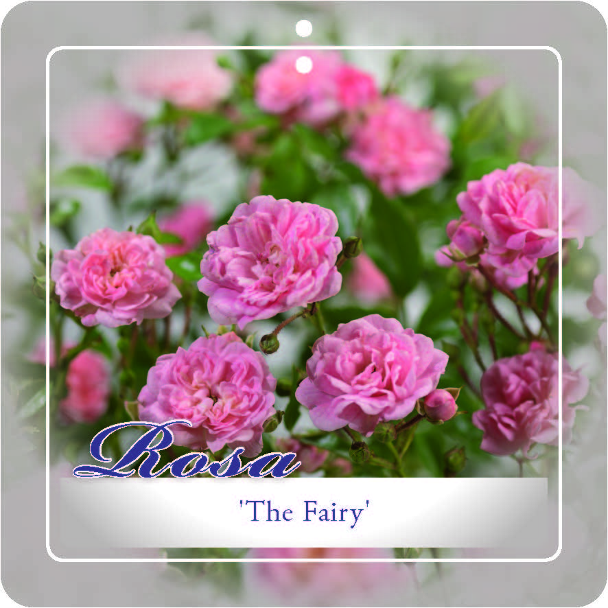 'The Fairy' Stamroos