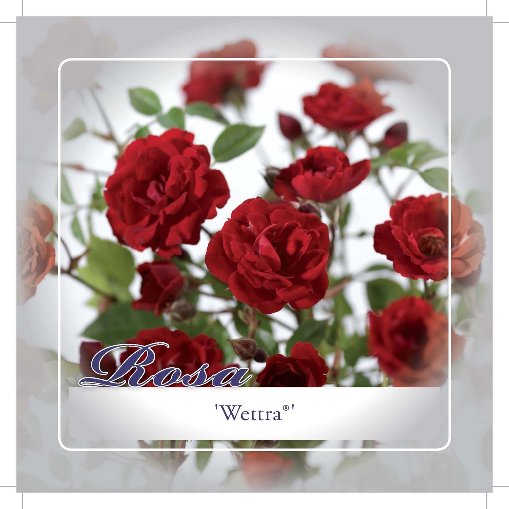 'Wettra' Stamroos