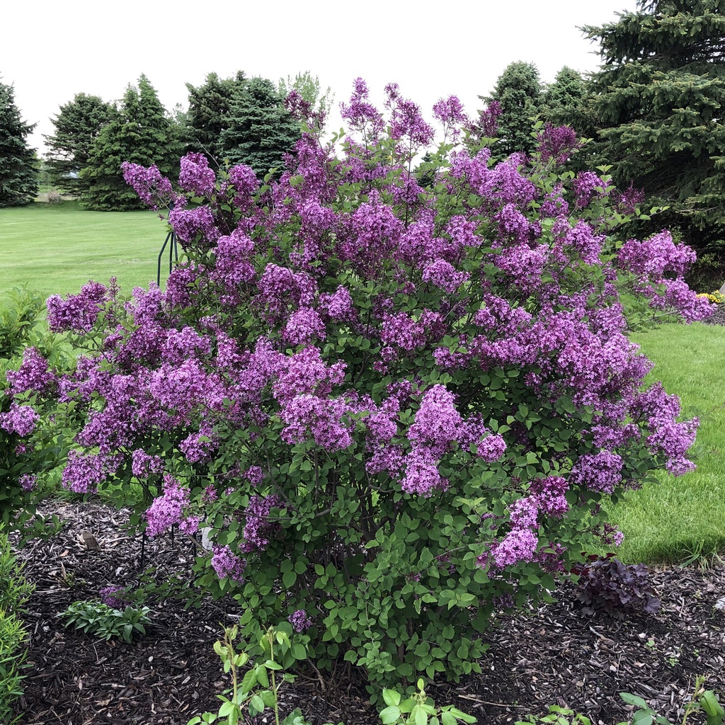 Syringa Bloomerang 'Dark Purple''®