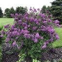 Syringa Bloomerang 'Dark Purple''®