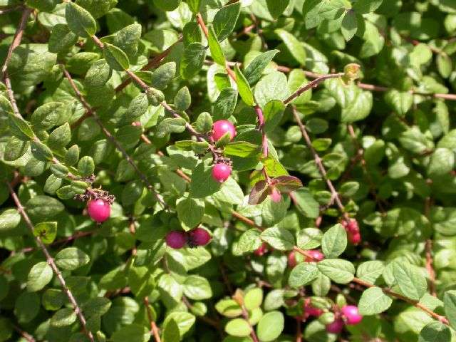 Symphoricarpos chen. 'Hancock'