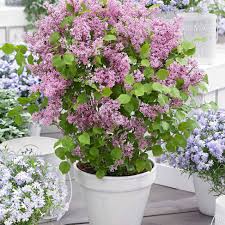 LILAS NAIN