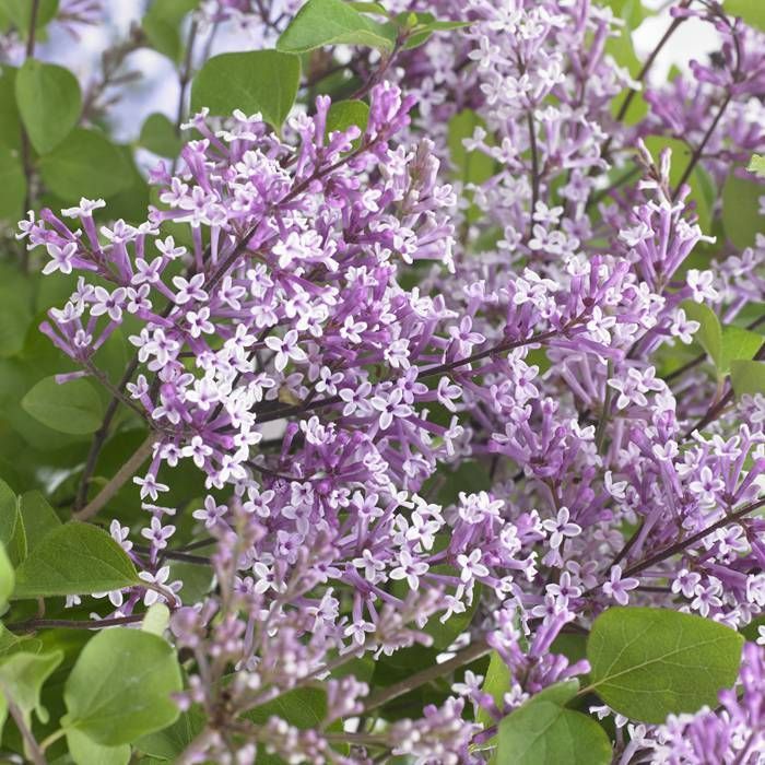 LILAS NAIN